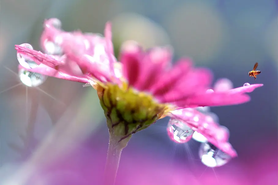 Symbolbild für Seminare: eine schöne Blüte
