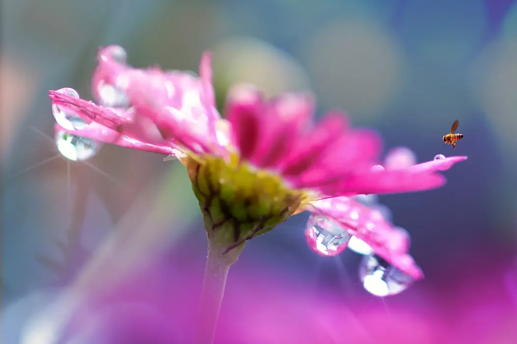Symbolbild für Seminare: eine schöne Blüte